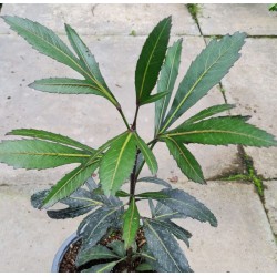 Pseudopanax 'Moa's Toes' - young plant