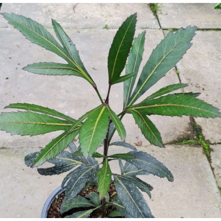 Pseudopanax 'Moa's Toes' - young plant Pseudopanax 'Moa's Toes' - young plant