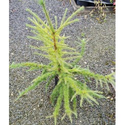 Larix decidua 'Lollipop' - young plant in September