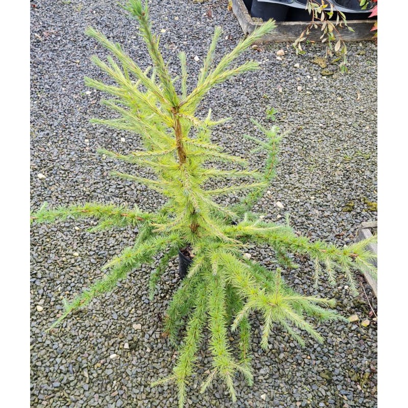Larix decidua 'Lollipop' - young plant in September