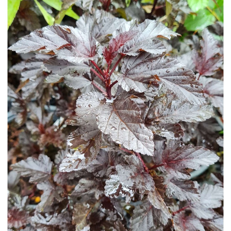 Physocarpus opulifolius 'Panther' - dark purple-black leaves in late summer Physocarpus opulifolius 'Panther' - dark purple-black leaves in late summer