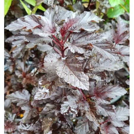 Physocarpus opulifolius 'Panther' - dark purple-black leaves in late summer