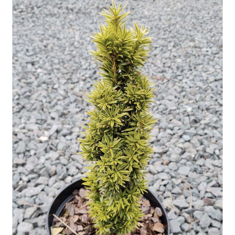 Taxus baccata 'Shining Light'