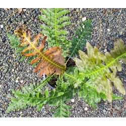 Blechnum brasiliense 'Volcano'  - fronds in late summer