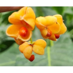 Euonymus hamiltonianus 'Ness Orange' - vibrant orange fruit in early autumn