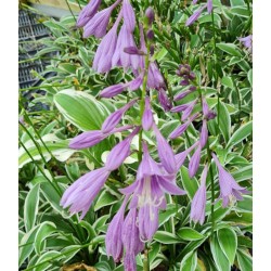 Hosta 'Ginko Craig' - flowers in summer