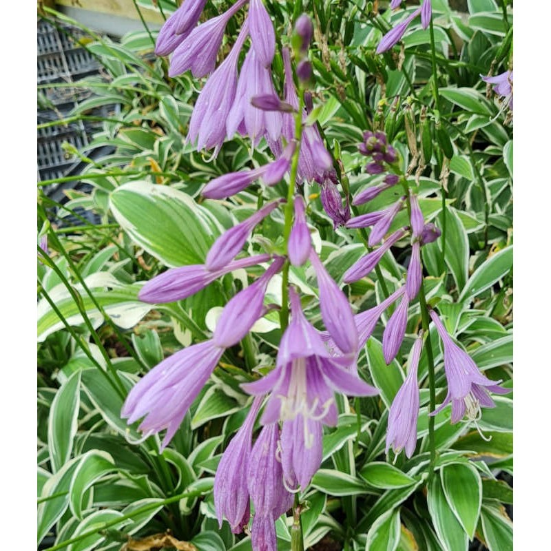 Hosta 'Ginko Craig' - flowers in summer