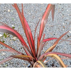 Phormium 'Evening Glow' - variegated leaves in late summer