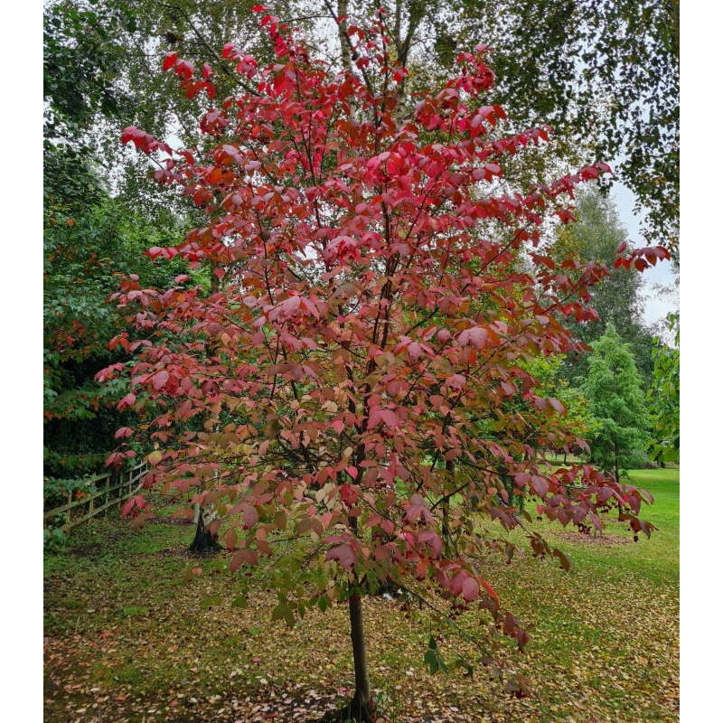 Euonymus planipes
