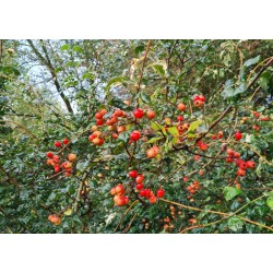 Crataegus laevigata 'Gireoudii' - berries in September