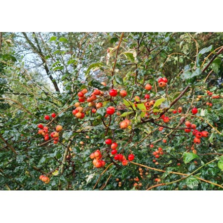 Crataegus laevigata 'Gireoudii' - berries in September Crataegus laevigata 'Gireoudii' - berries in September