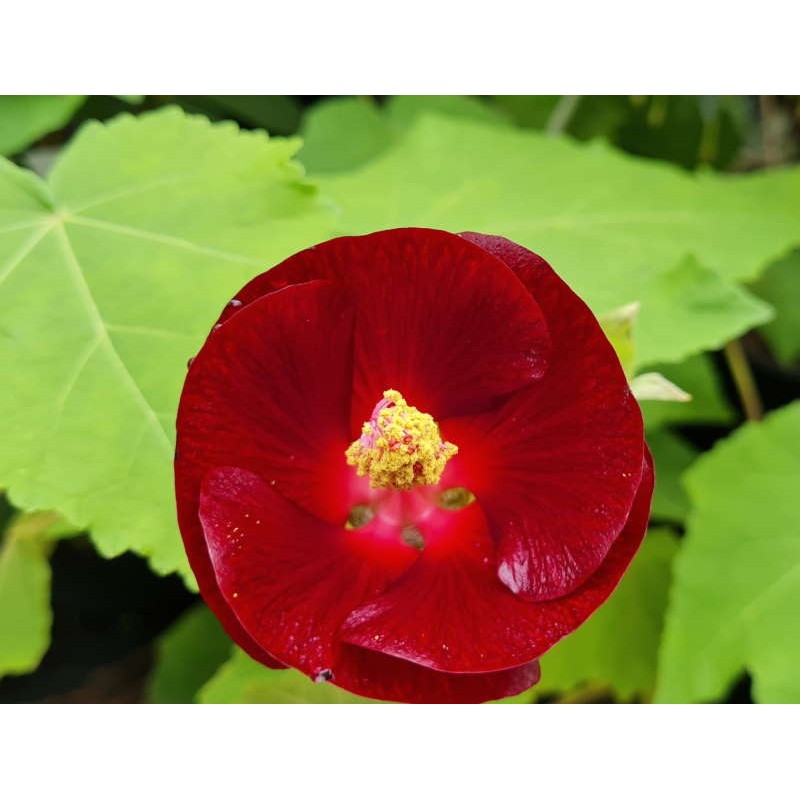 Phymosia umbellata 'Blood of Pan' - flowers in late summer