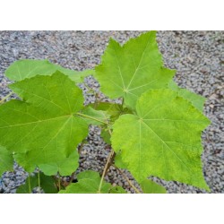 Phymosia umbellata 'Blood of Pan' - summer leaves