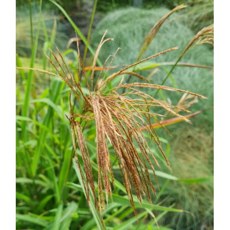 Miscanthus nepalensis - flower heads in late summer Miscanthus nepalensis - flower heads in late summer