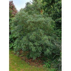 Phillyrea latifolia - established specimen growing as a large shrub