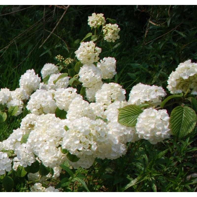 Viburnum plicatum 'Popcorn' - flowers close up