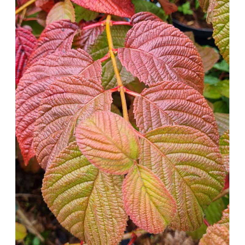 Viburnum plicatum 'Popcorn' - autumn colour