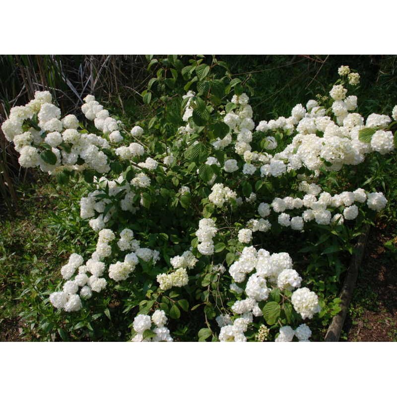 Viburnum plicatum 'Popcorn' - flowers in early summer
