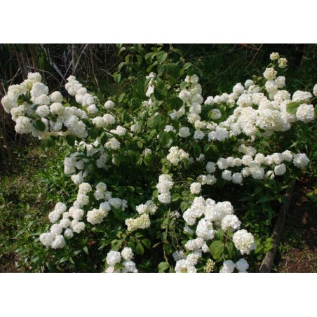 Viburnum plicatum 'Popcorn' - flowers in early summer Viburnum plicatum 'Popcorn' - flowers in early summer