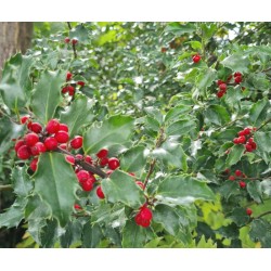 Ilex x meserveae 'Blue Princess' - red berries in early autumn