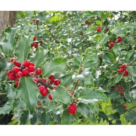 Ilex x meserveae 'Blue Princess' - red berries in early autumn Ilex x meserveae 'Blue Princess' - red berries in early autumn