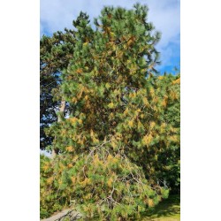 Pinus ponderosa - established tree