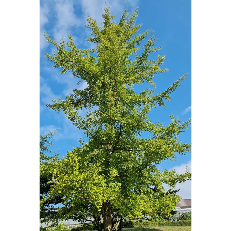Ginkgo biloba - specimen tree
