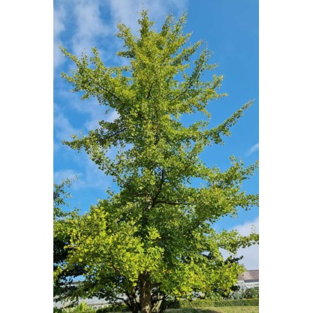 Ginkgo biloba - specimen tree Ginkgo biloba - specimen tree