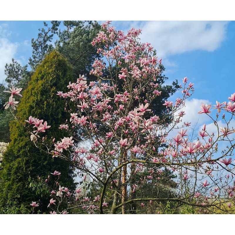 Magnolia x 'Galaxy' - established tree flowering in late Spring/early Summer
