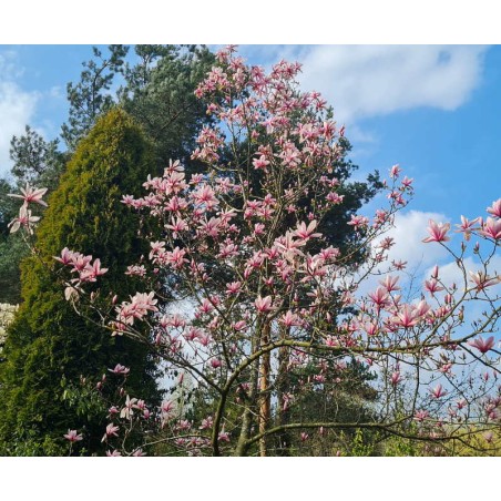 Magnolia x 'Galaxy' - established tree flowering in late Spring/early Summer