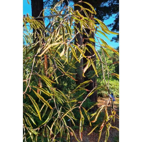 Fagus sylvatica 'Ansorgei' - leaves in late September Fagus sylvatica 'Ansorgei' - leaves in late September