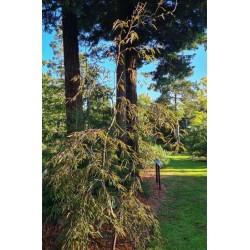 Fagus sylvatica 'Ansorgei' - established 20 years old tree. Very slow growing!