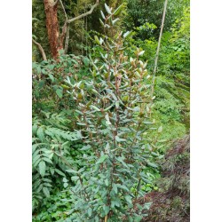 Correa lawrenceana - foliage in late summer on an established plant