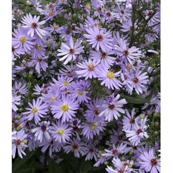 Aster 'Little Carlow' - flowers in late summer