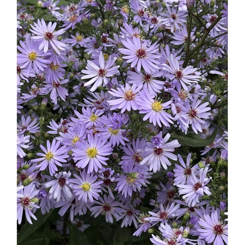 Aster 'Little Carlow' - flowers in late summer