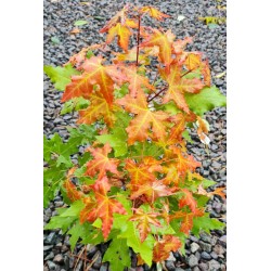 Acer truncatum 'Volcano' - leaves in summer