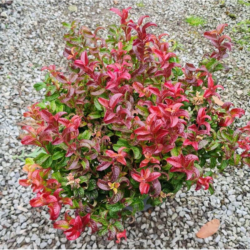 Leucothoe 'Twisting Red' - colourful foliage in autumn