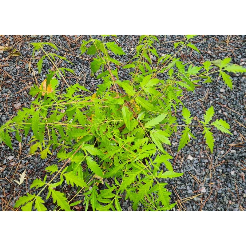 Rhus typhina 'Tiger Eyes' - eye-catching late summer lime green leaves