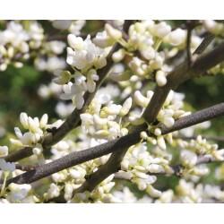 Cercis canadensis 'Texas White' - masses of white flowers in Spring