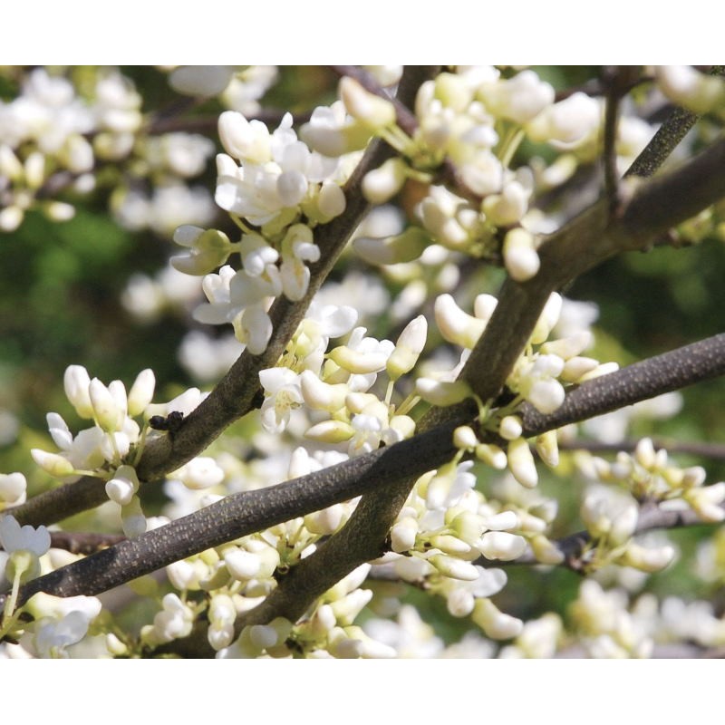 Cercis canadensis 'Texas White' - masses of white flowers in Spring