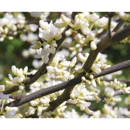 Cercis canadensis 'Texas White' - masses of white flowers in Spring Cercis canadensis 'Texas White' - masses of white flowers in Spring