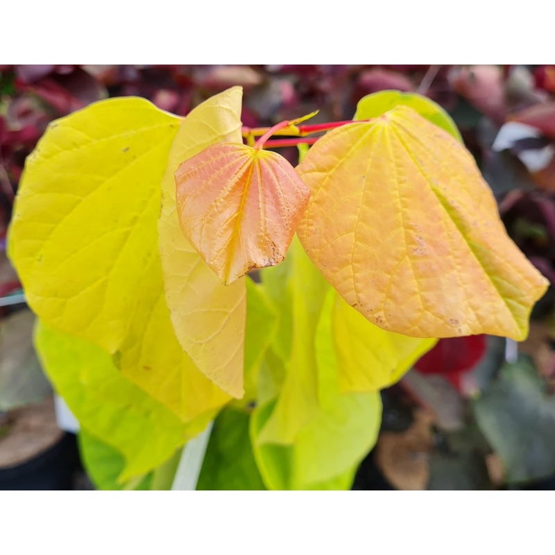 Cercis canadensis 'The Rising Sun' - young golden leaves