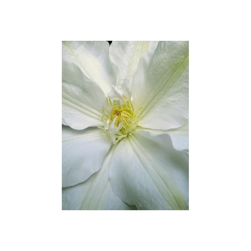 Clematis 'Guernsey Cream' - summer flowers Clematis 'Guernsey Cream' - summer flowers
