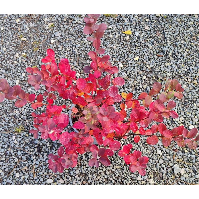 Spiraea betulifolia 'Tor' - autumn colour