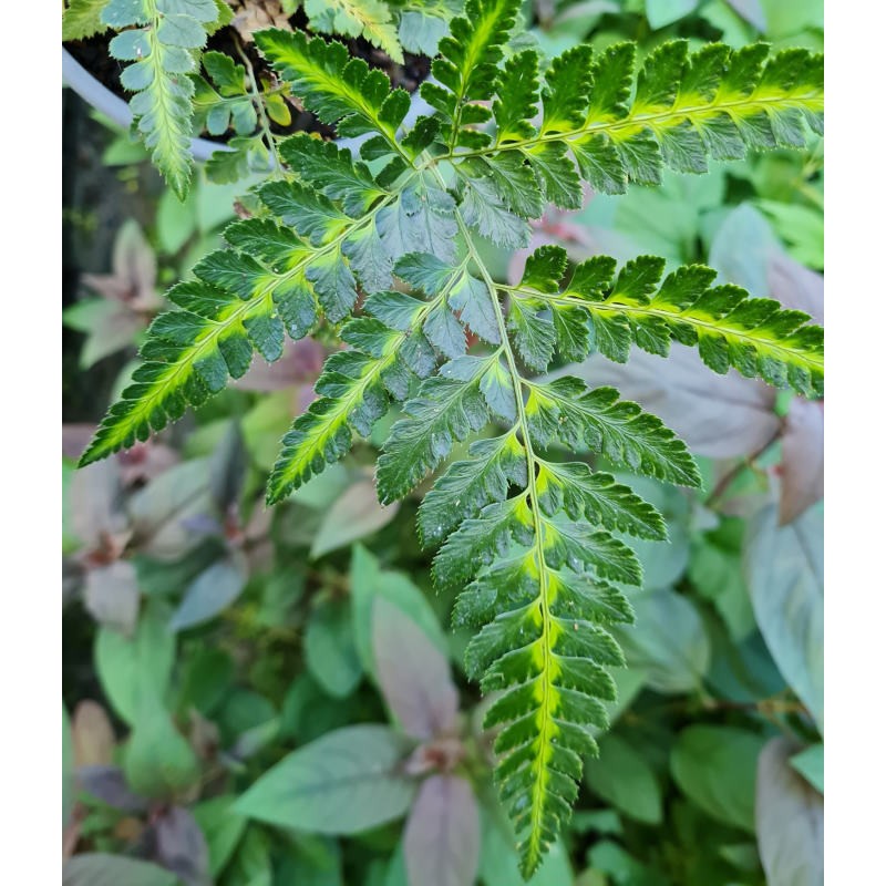 Arachnoides aristata 'Variegata' - variegated yellow and dark green leaf