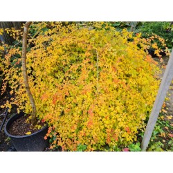 Stephanandra incisa 'Crispa' - autumn colour