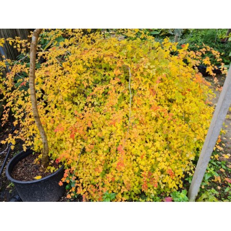 Stephanandra incisa 'Crispa' - autumn colour Stephanandra incisa 'Crispa' - autumn colour