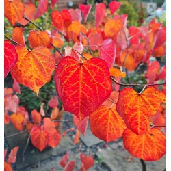 Cercis canadensis 'Forest Pansy' - autumn colour