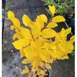 Betula medwedewii 'Winkworth Form' - golden yellow autumn colour