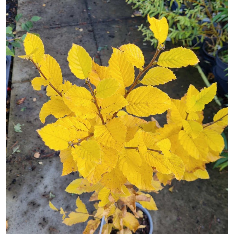 Betula medwedewii 'Winkworth Form' - golden yellow autumn colour